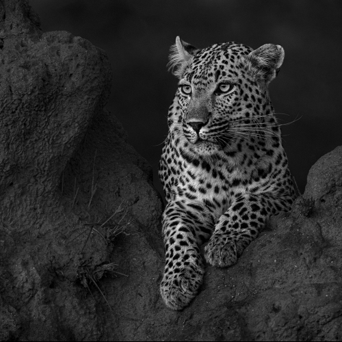 Luis Tejo: Fotografía de Naturaleza
