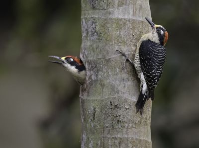 Luis Tejo: Fotografía de Naturaleza