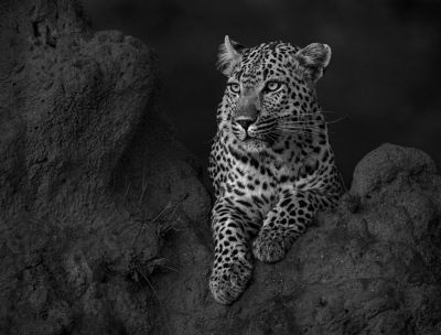 Luis Tejo: Fotografía de Naturaleza