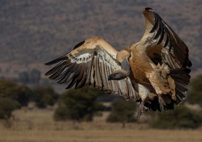 Luis Tejo: Fotografía de Naturaleza