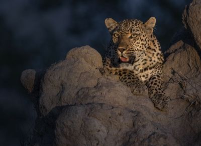 Luis Tejo: Fotografía de Naturaleza